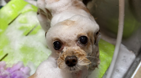 dog salonみぃのサブ写真２